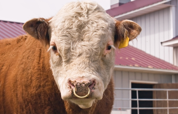 Why Do Cows Have Nose Rings? (Explained)